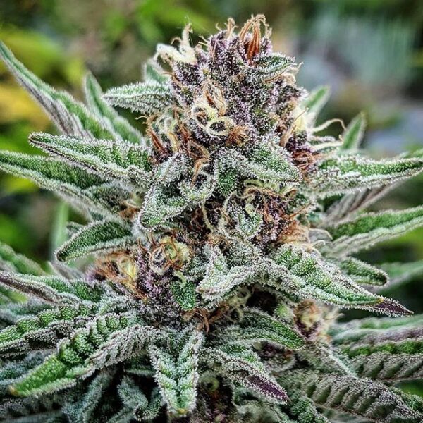 Blueberry Muffin Photo Fem (4 Seeds)