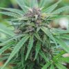 Peanut Butter Breath Auto Fem (4 Seeds)
