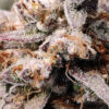 Blueberry Slushy Auto Fem (4 Seeds)