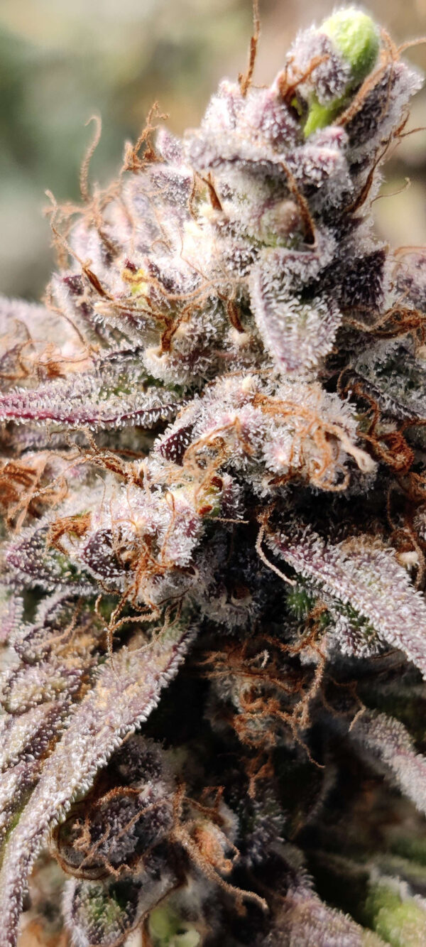 Blueberry Slushy Auto Fem (4 Seeds)