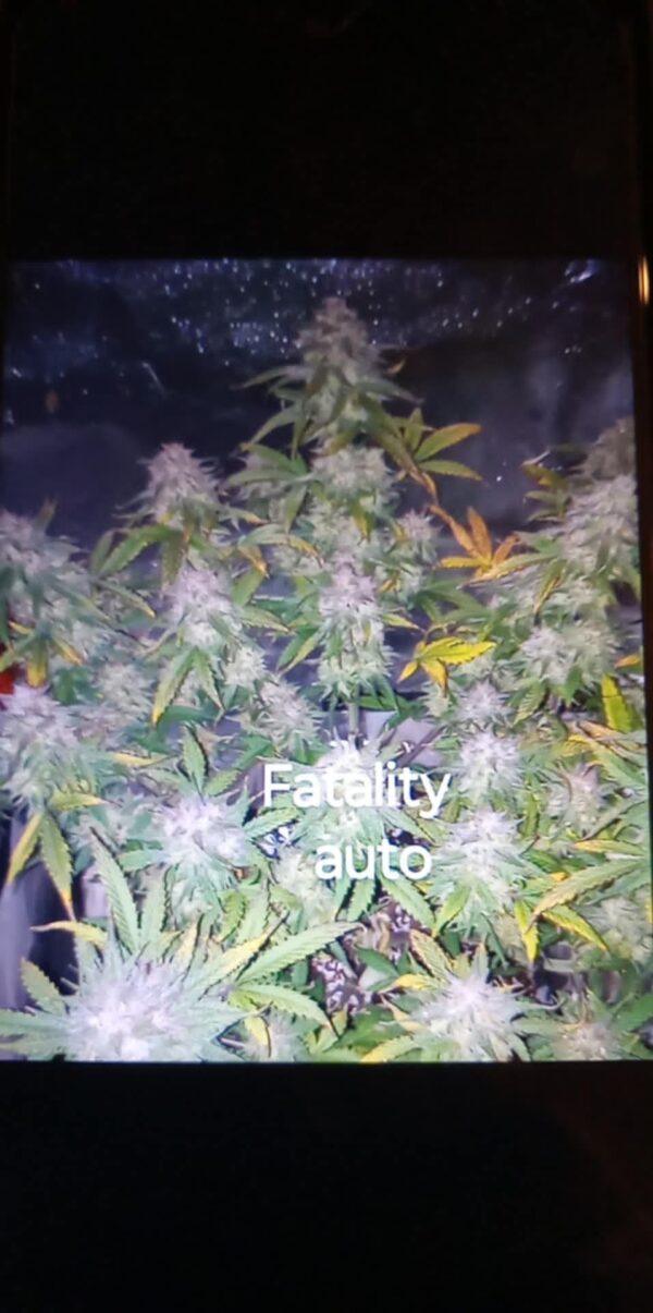 Fatality Auto Fem (4 Seeds) - Image 2