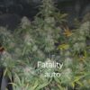 Fatality Auto Fem (4 Seeds)