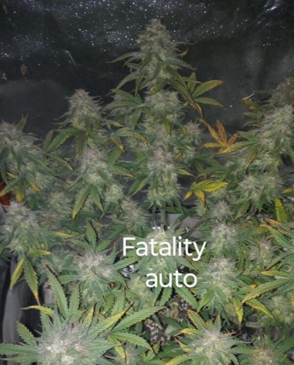 Fatality Auto Fem (4 Seeds)