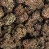 Mimosa Gushers Photo Fem (4 Seeds)