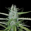 Bulk Lambs Bread Photo Fem