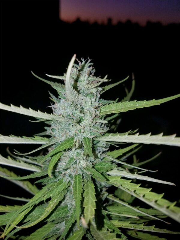 Lambs Bread Photo Fem