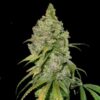 Bubble OG Photo Fem ( Seeds)