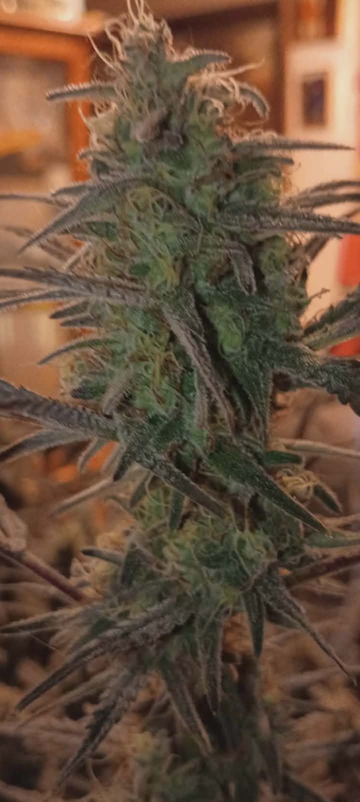 Kiamichi Legend Photo Fem (5 Seeds) - Image 4