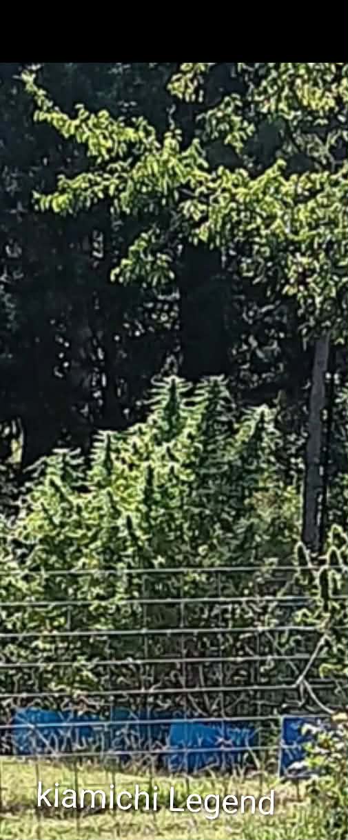 Kiamichi Legend Photo Fem (5 Seeds) - Image 2