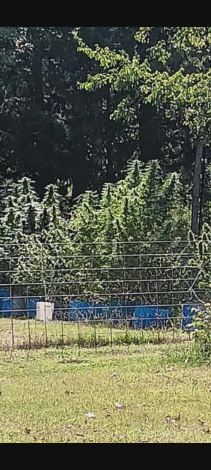 Kiamichi Legend Photo Fem (5 Seeds) - Image 3