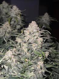 Frosted Cherry O's Auto Fem (5 Seeds) - Image 2